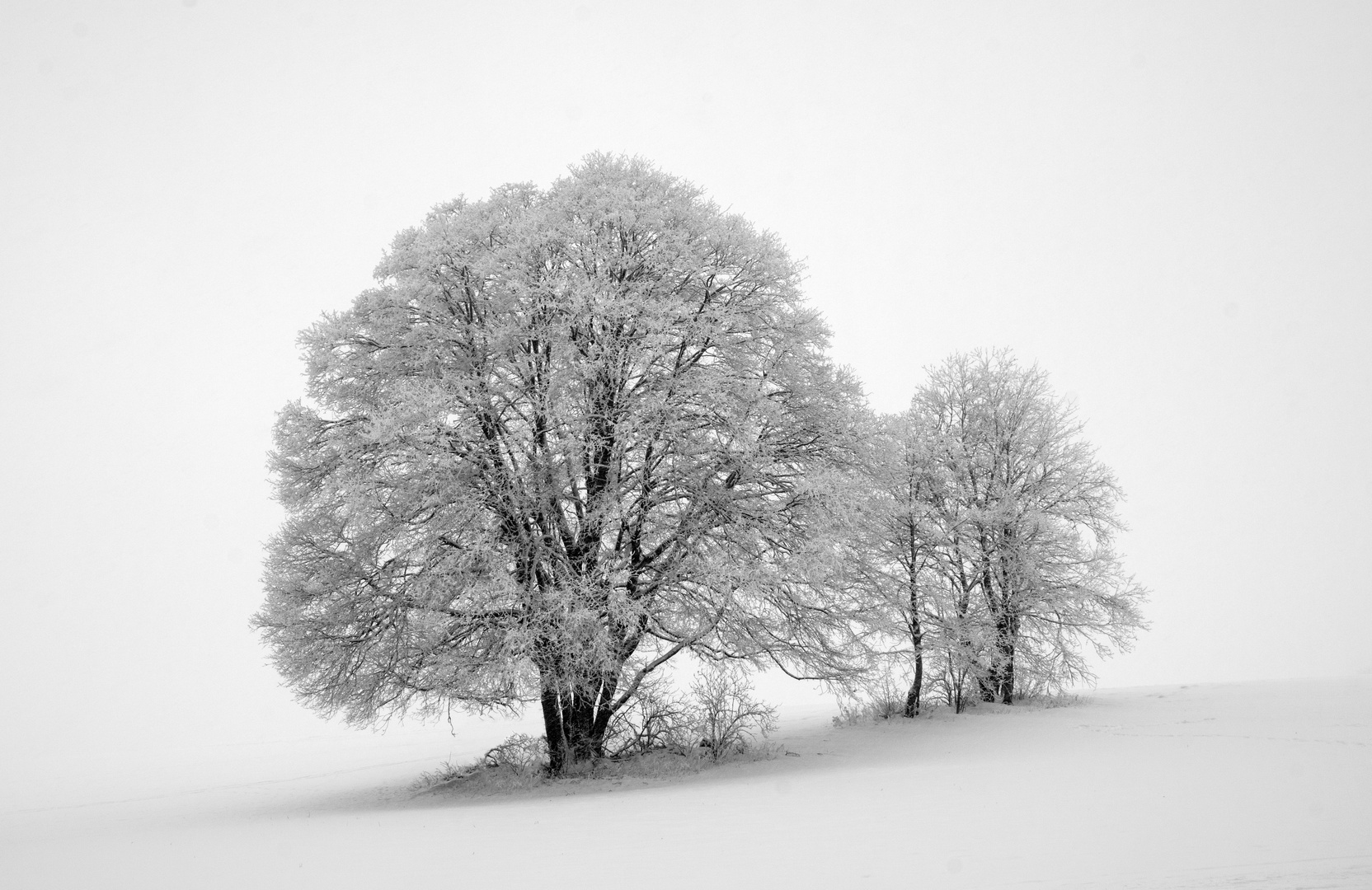 Bäume im Schneegestöber