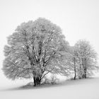 Bäume im Schneegestöber