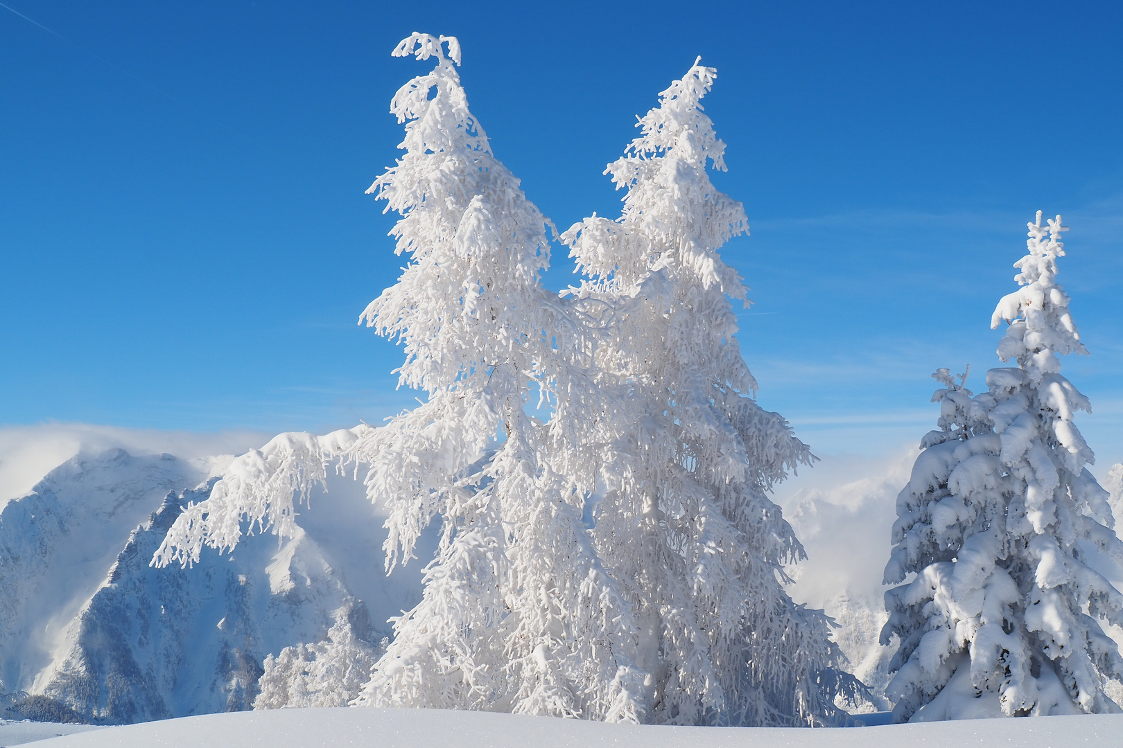 Bäume im Schneekleid