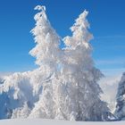 Bäume im Schneekleid