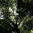 Bäume im Schonbrunn