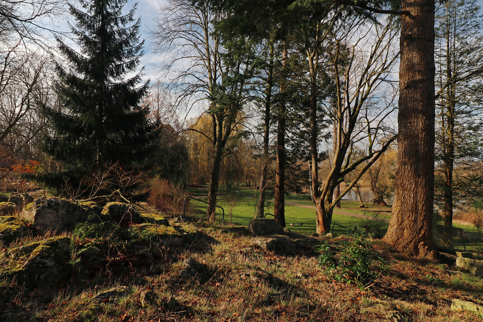 Bäume im Schulgarten