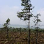 Bäume im schwarzen Moor (Rhön)