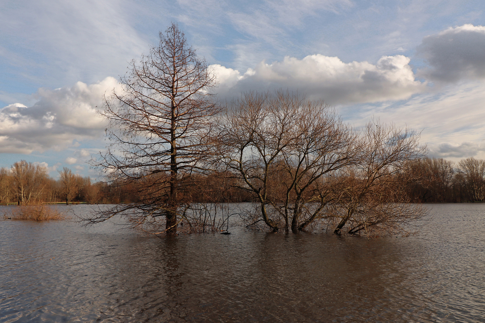 Bäume im See