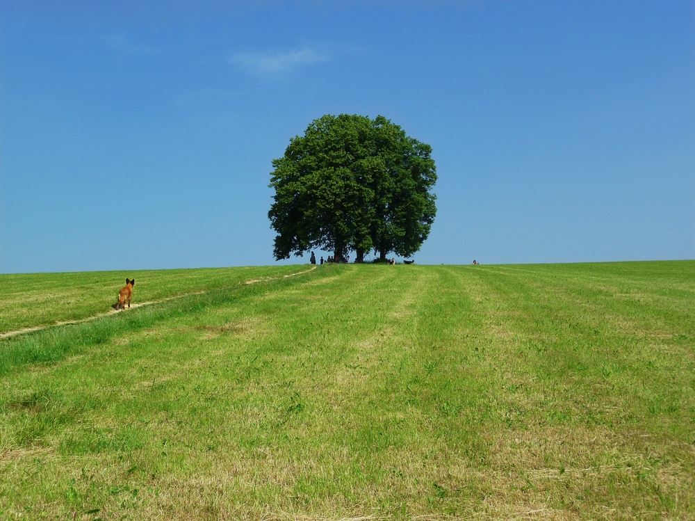 Bäume im Sommer