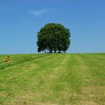 Bäume im Sommer