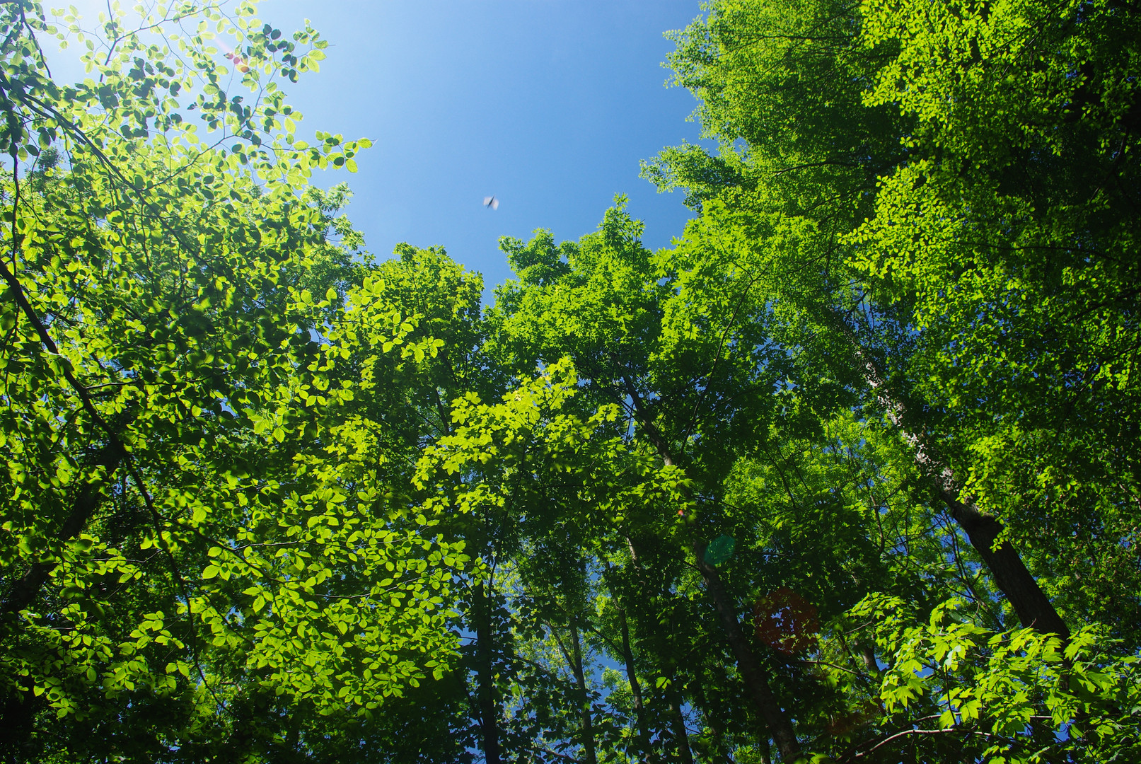 Bäume im Sommer