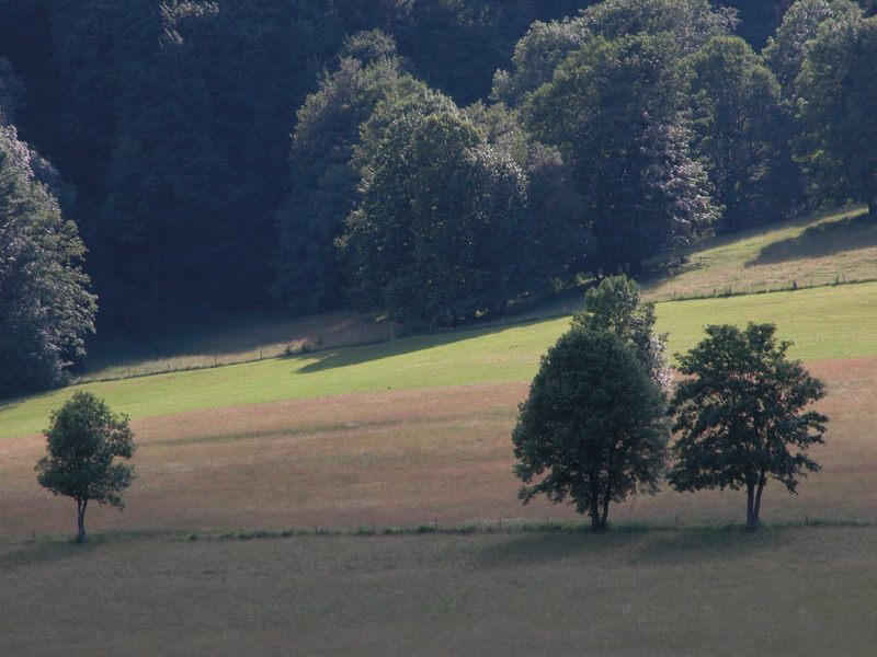 Bäume im Sommerlicht