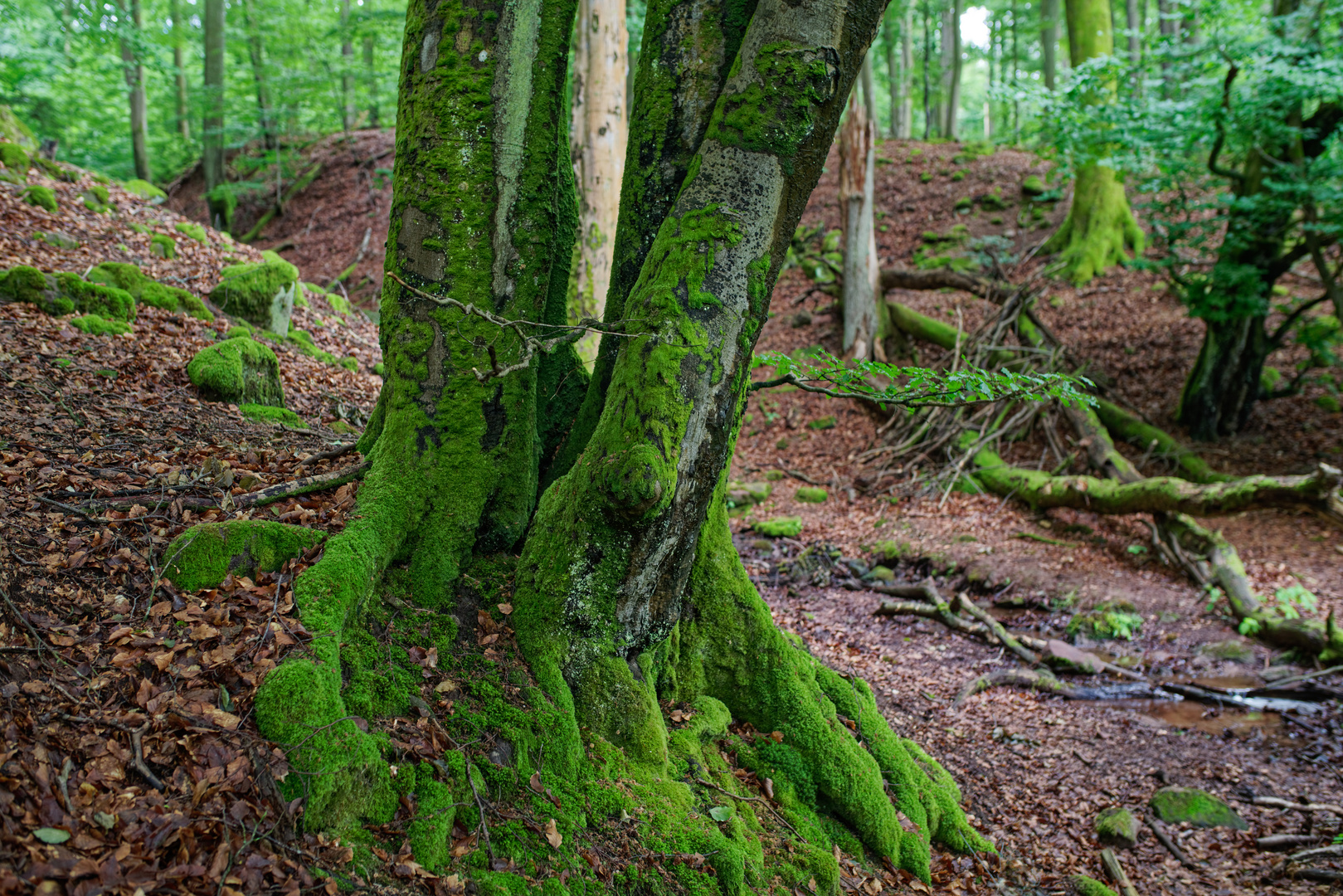 Bäume im Sommerwald  (2)