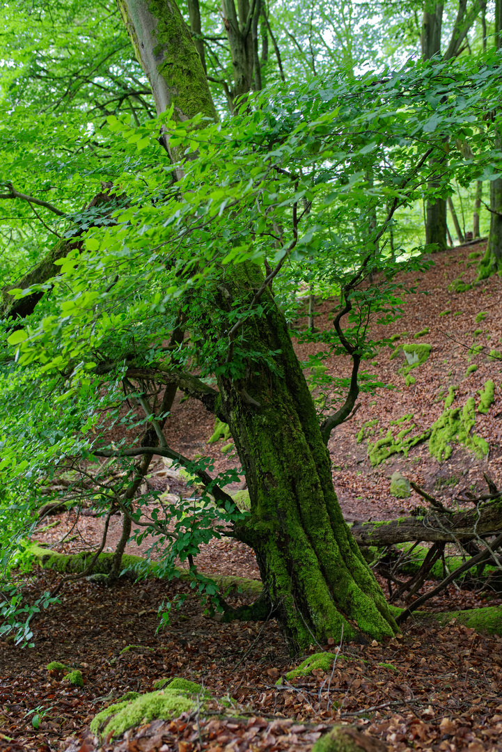 Bäume im Sommerwald