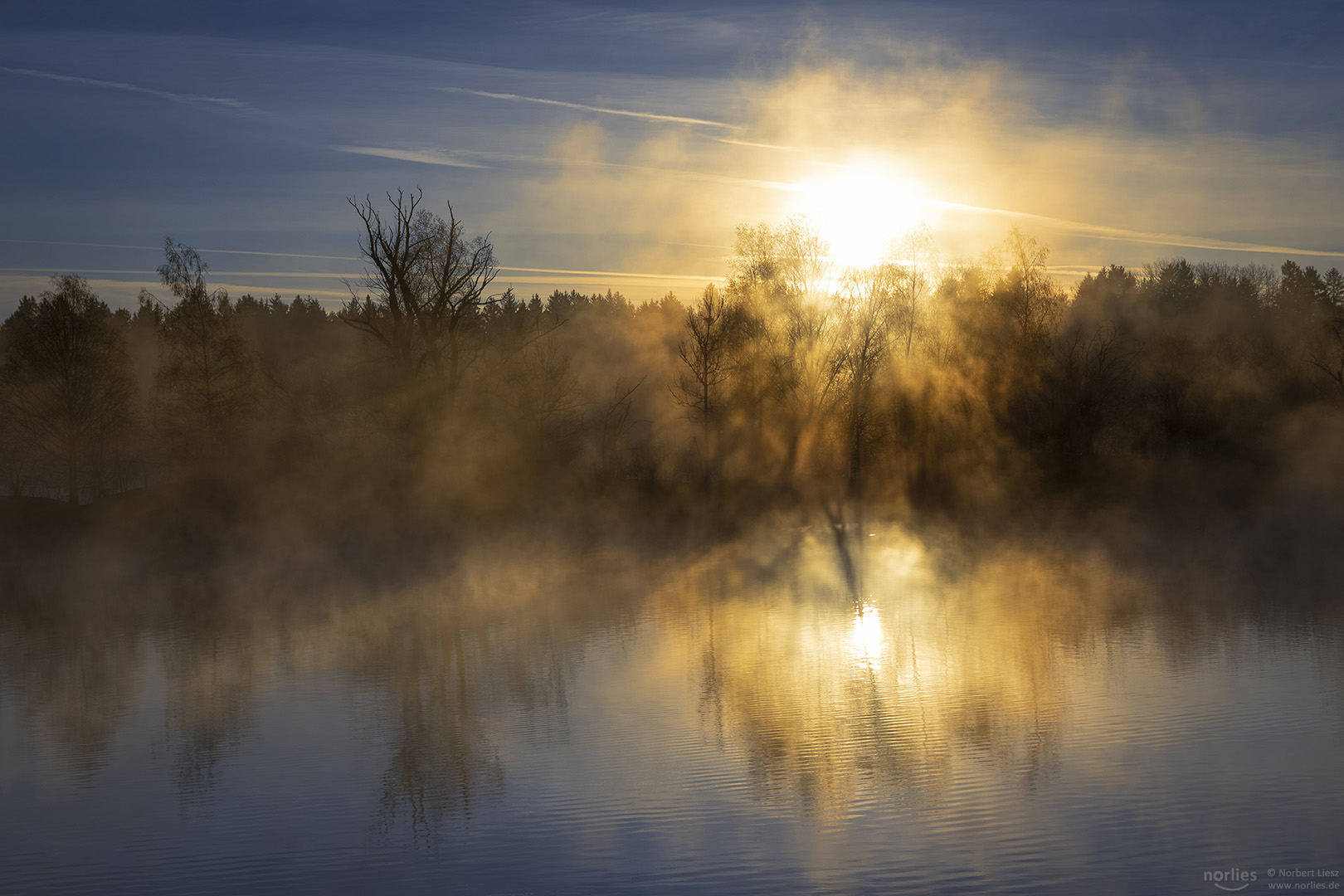 Bäume im Sonnenaufgang