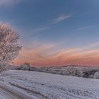 Bäume im Sonnenaufgang