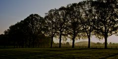 Bäume im Sonnenaufgang