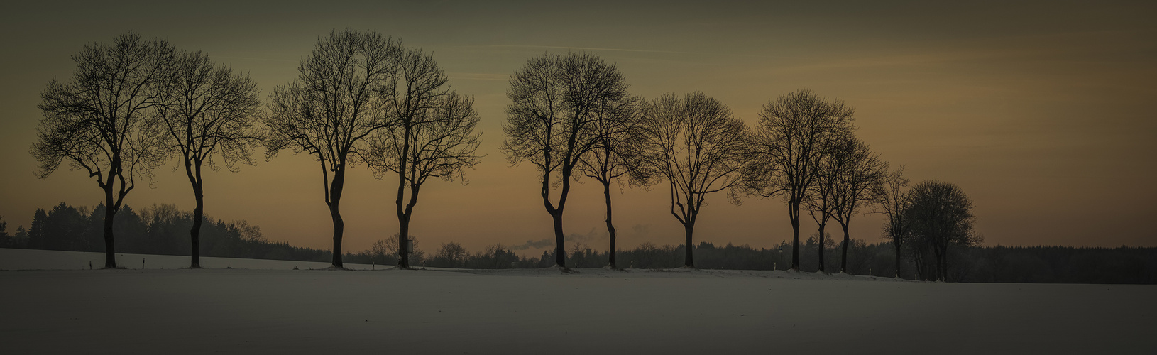 Bäume im Sonnenaufgang