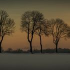 Bäume im Sonnenaufgang