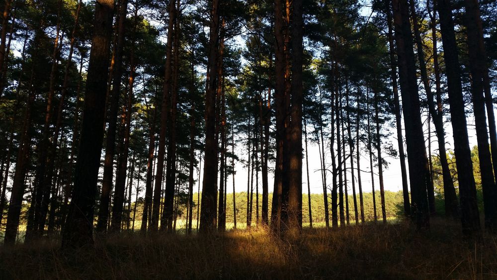 Bäume im Sonnenlicht