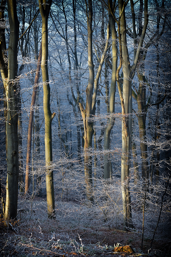 Bäume im Sonnenlicht