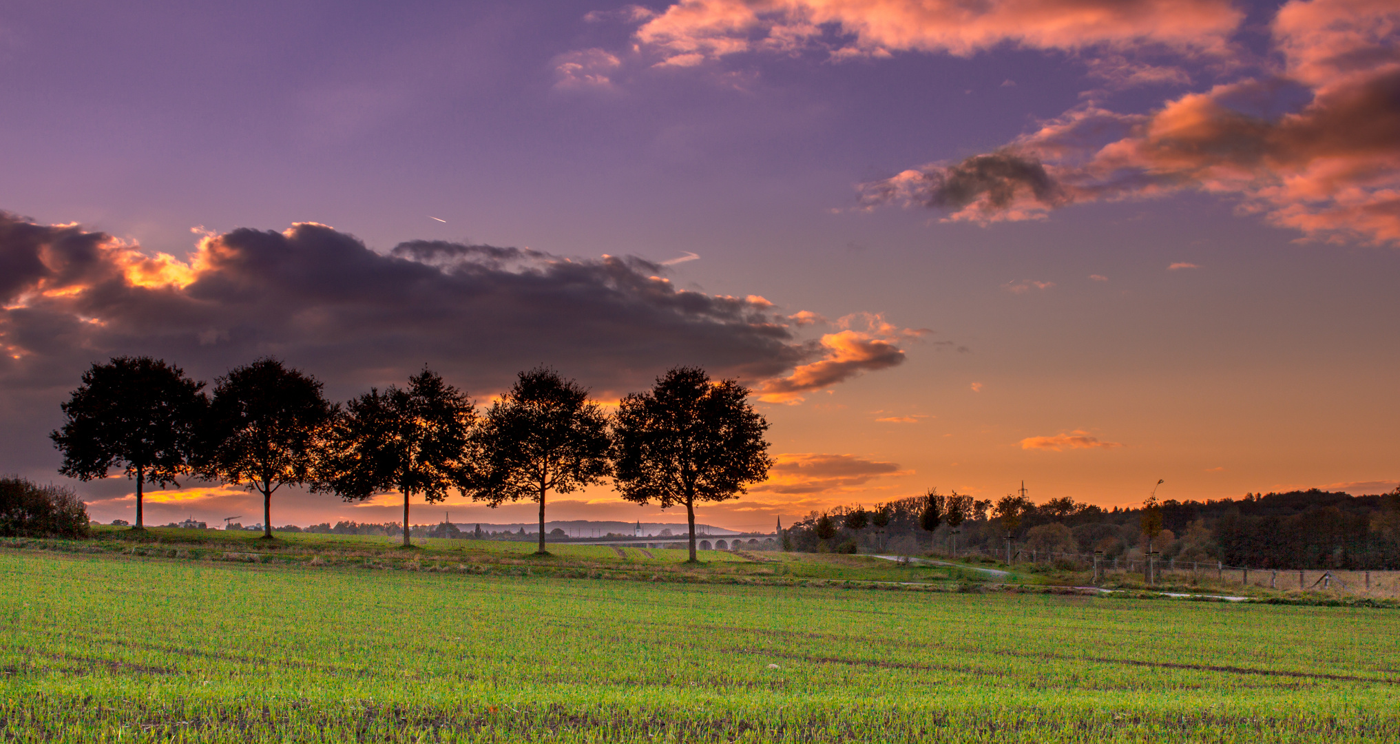 Bäume im Sonnenuntergang