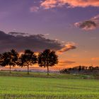 Bäume im Sonnenuntergang