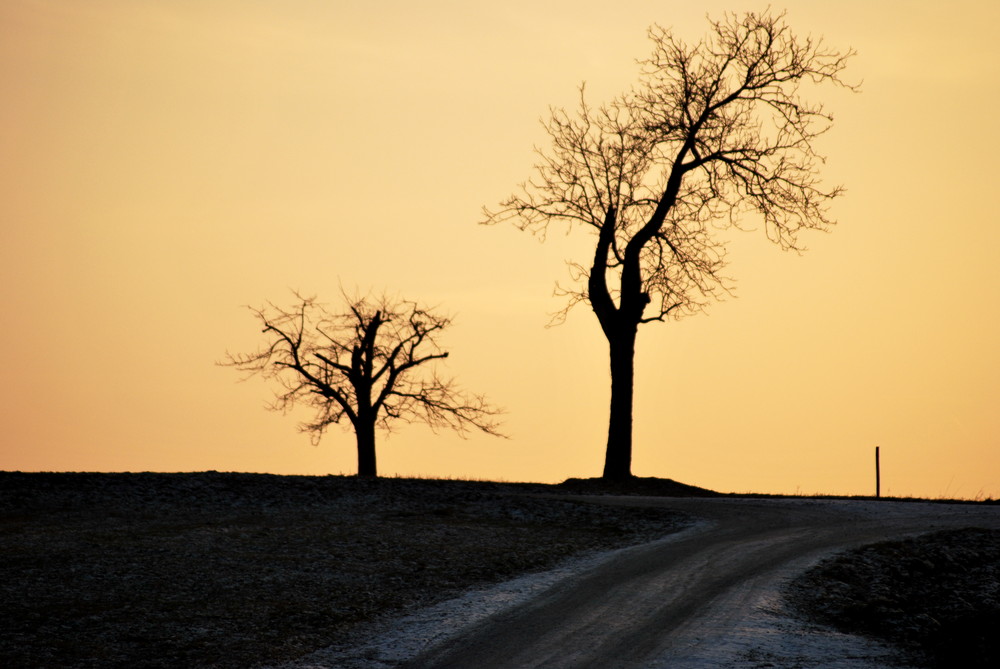 Bäume im Sonnenuntergang