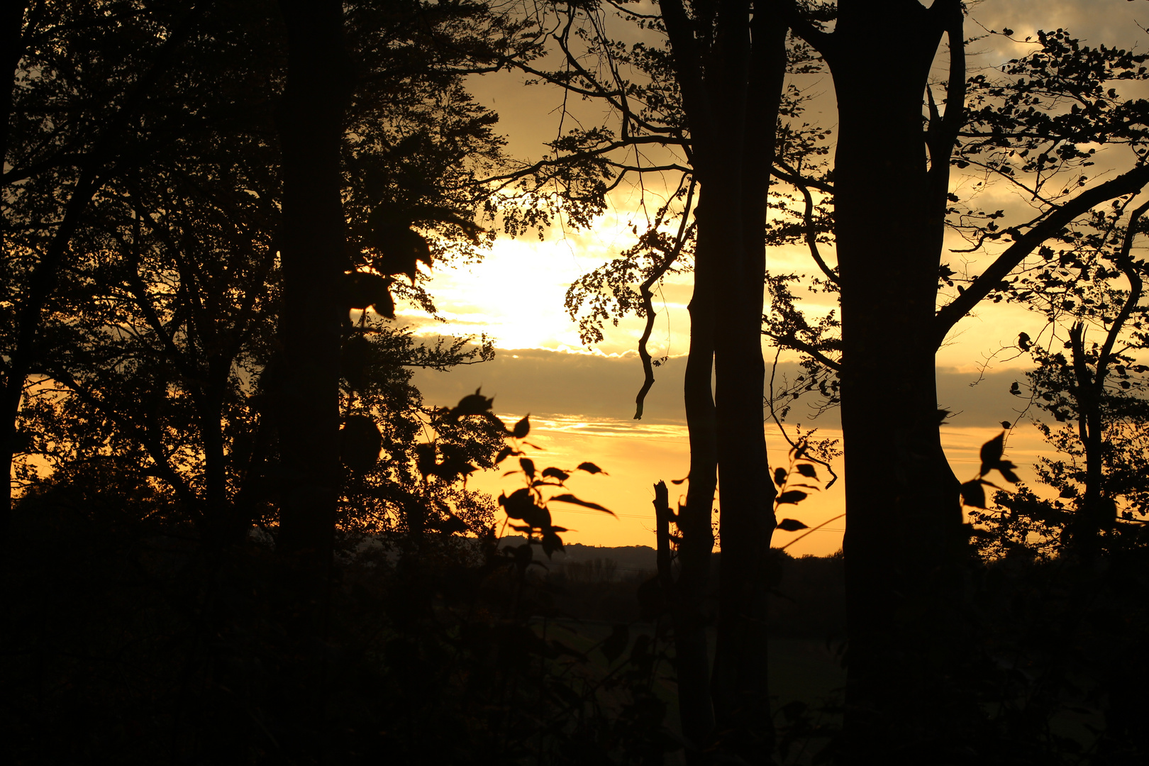 Bäume im Sonnenuntergang