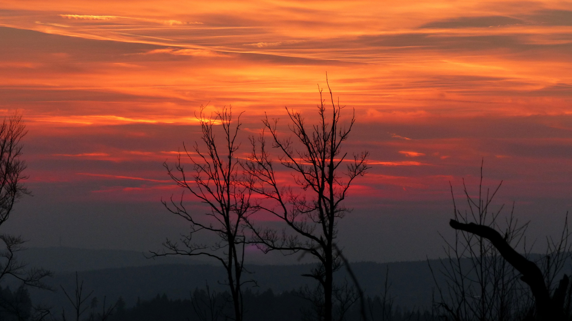 °°°° Bäume im Sonnenuntergang °°°°