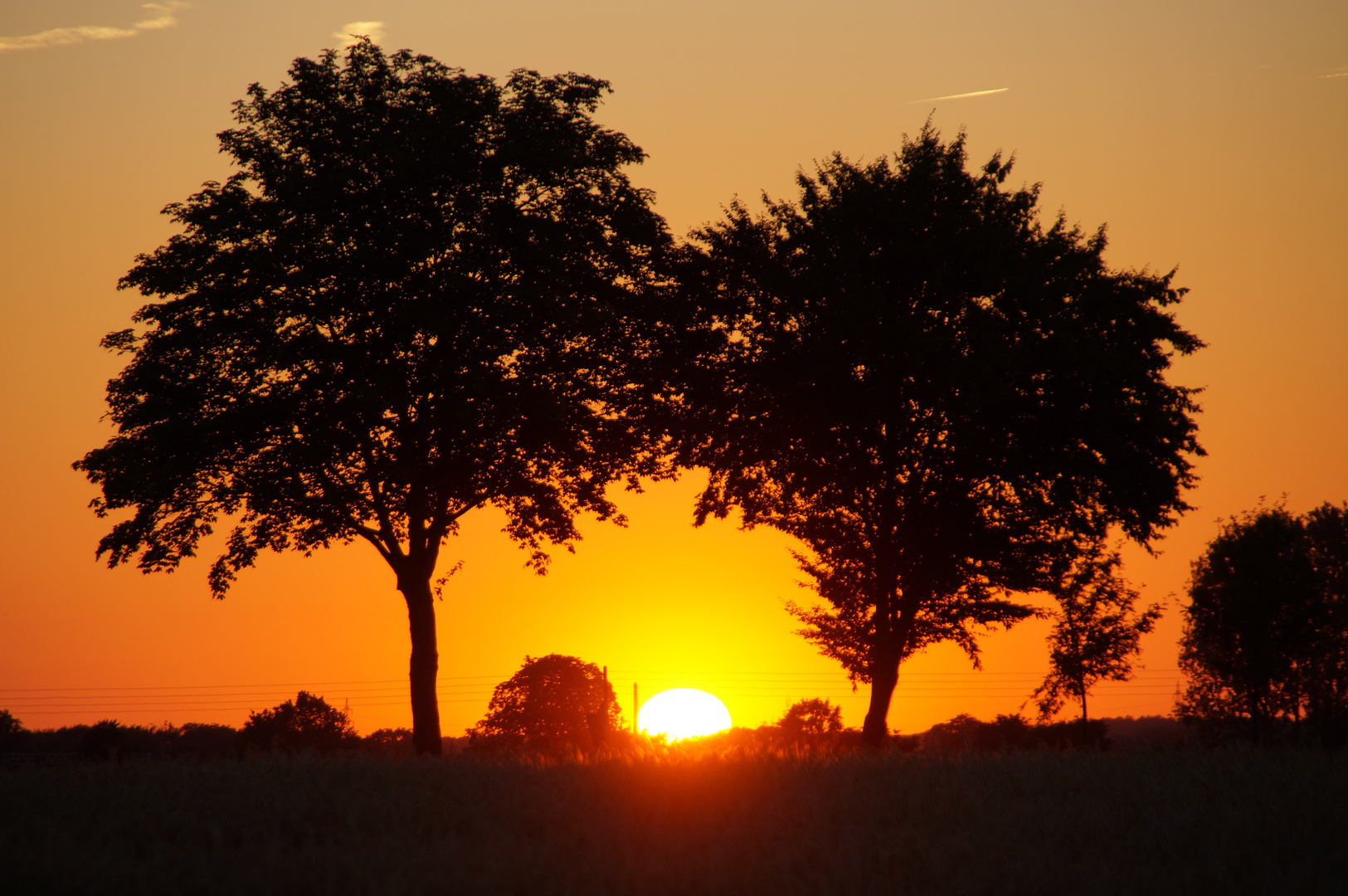 Bäume im Sonnenuntergang