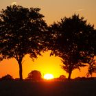 Bäume im Sonnenuntergang