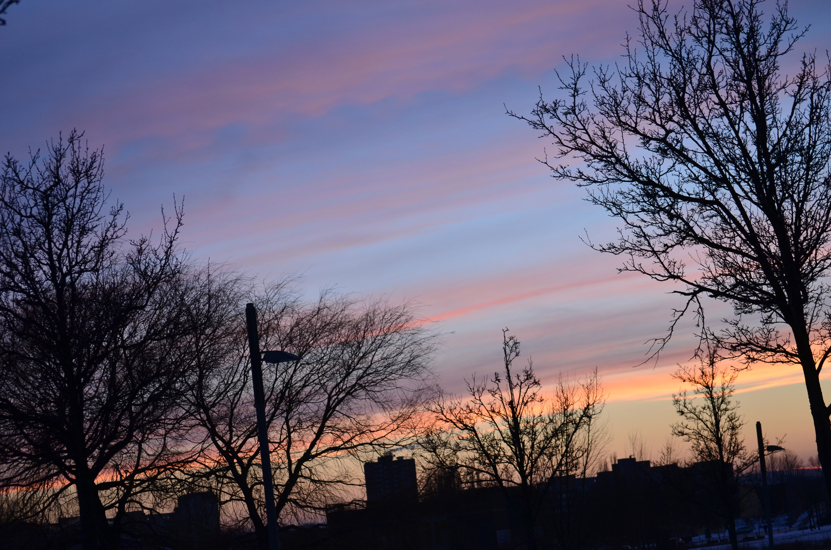 Bäume im Sonnenuntergang