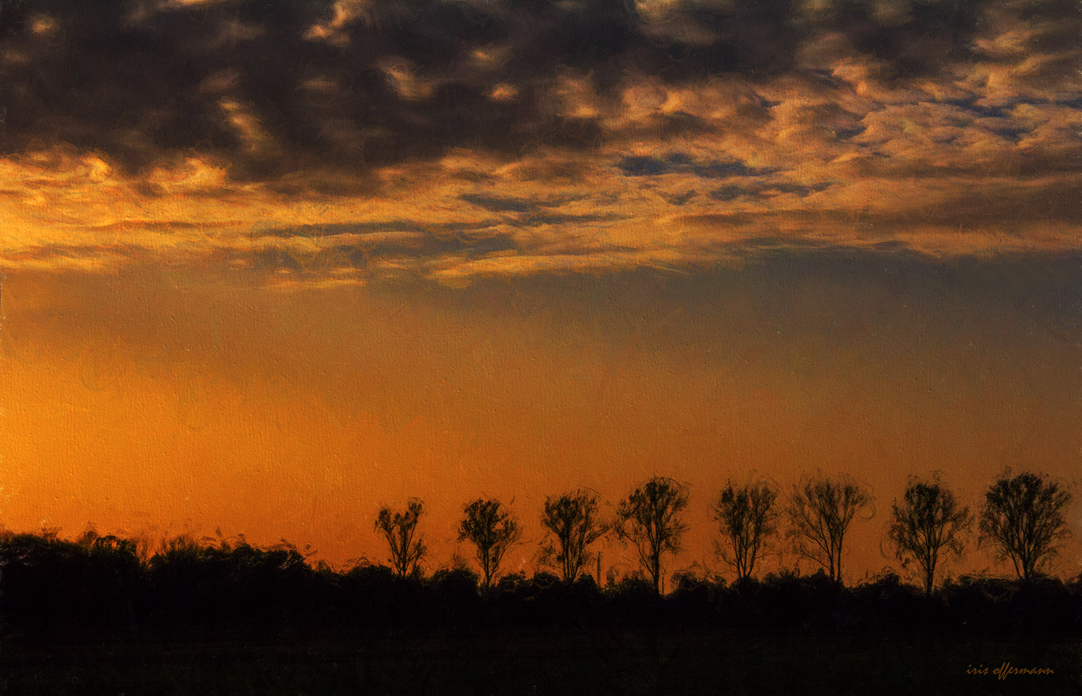 Bäume im Sonnenuntergang