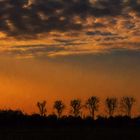 Bäume im Sonnenuntergang