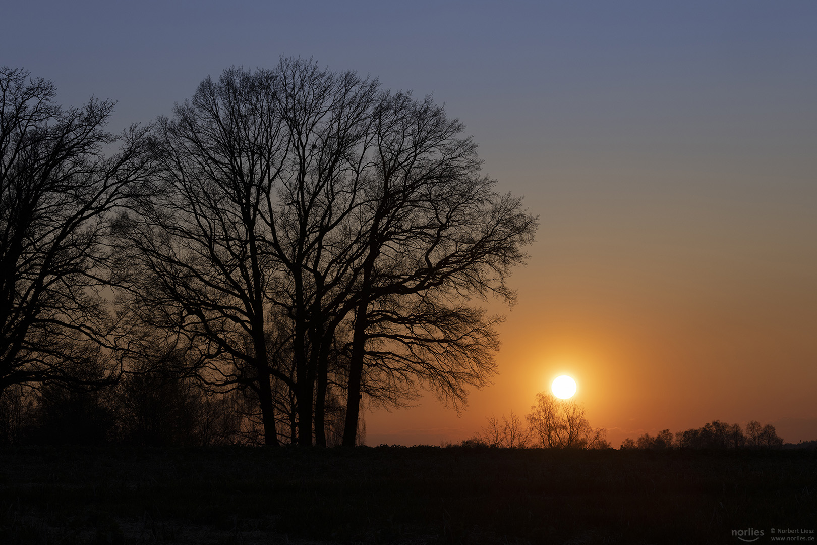 Bäume im Sonnenuntergang