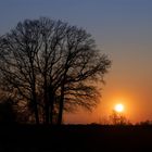 Bäume im Sonnenuntergang