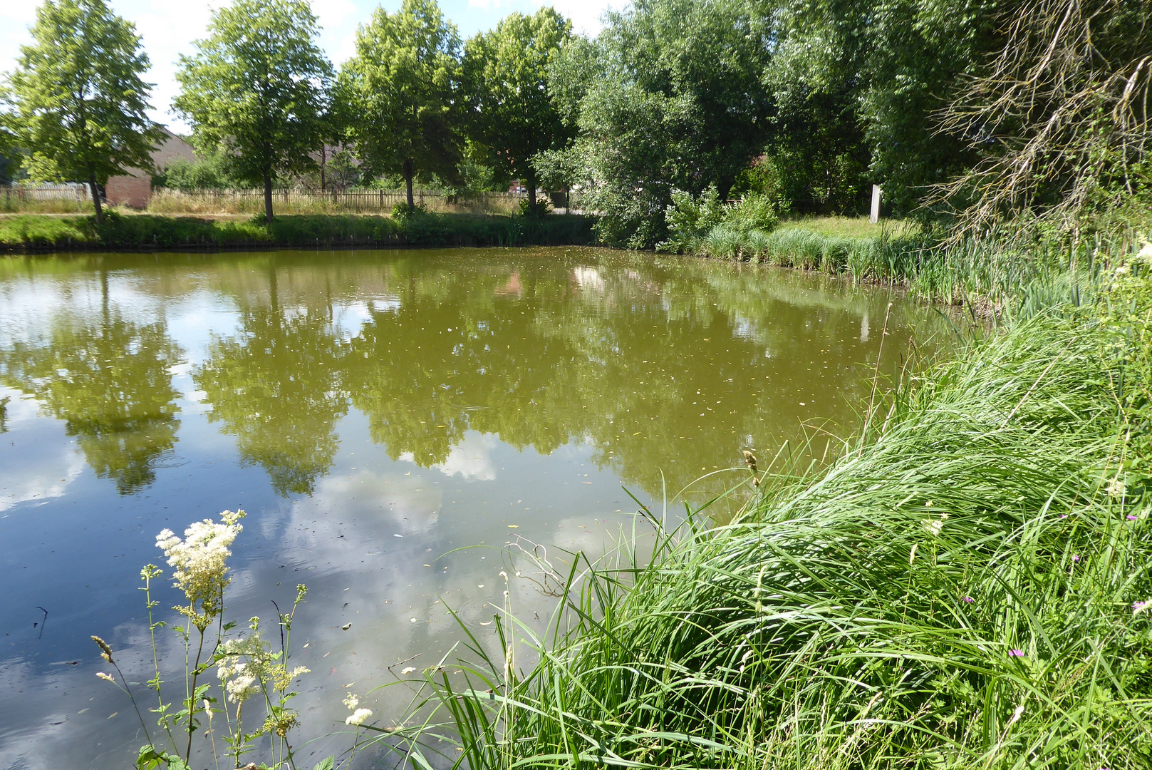 Bäume im Spiegel