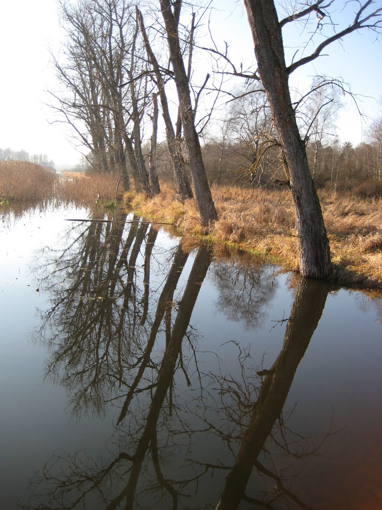 Bäume im Spiegelbild