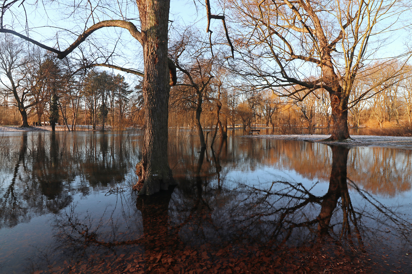 Bäume im Teich