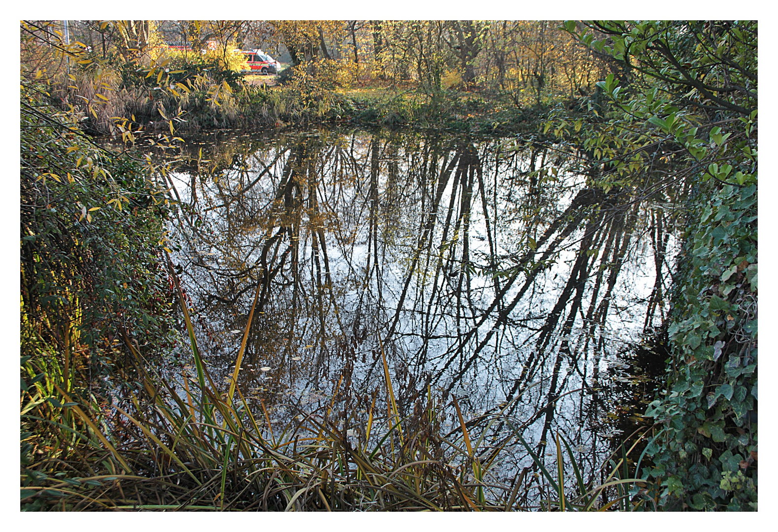 Bäume im Teich