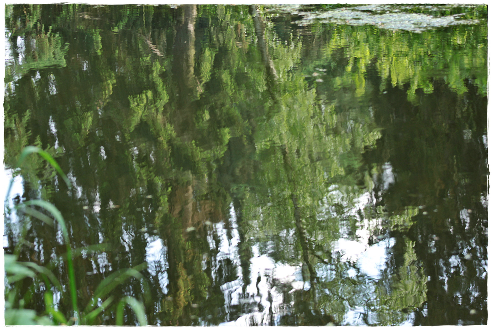 Bäume im Teich