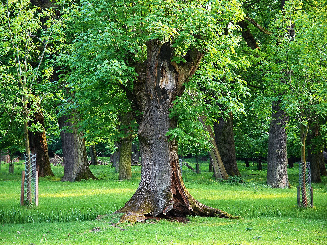 Bäume im Tiergarten Hannover