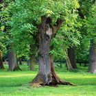 Bäume im Tiergarten Hannover