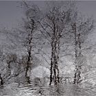 Bäume im Überschwemmungsgebiet (Spiegeldienstag 17.01.2023)