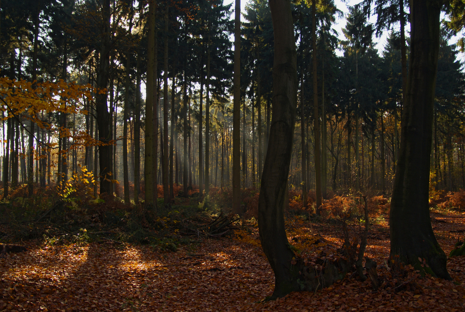 Bäume im Wald, wo sonst ?