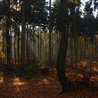 Bäume im Wald, wo sonst ?