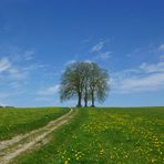 Bäume im Wandel