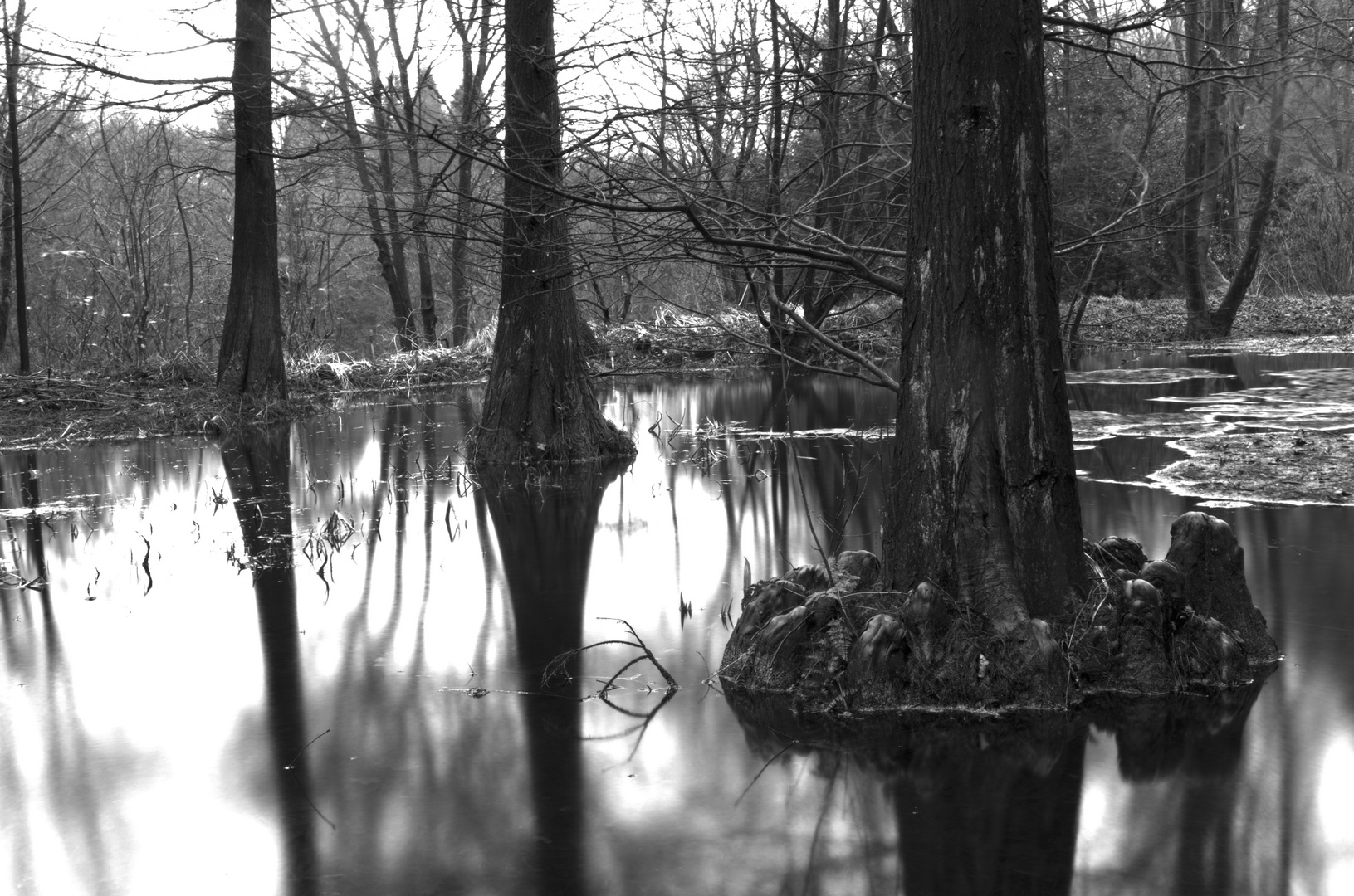 Bäume im Wasser