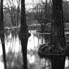 Bäume im Wasser