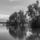 Bäume im Wasser