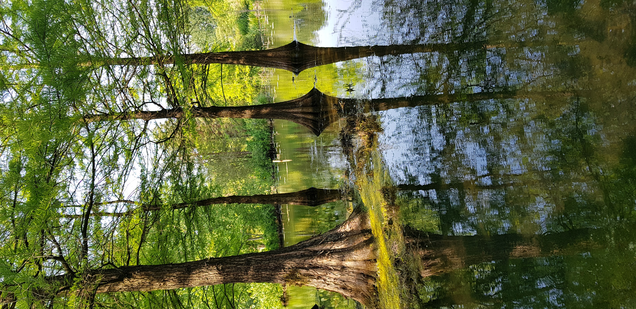 Bäume im Wasser