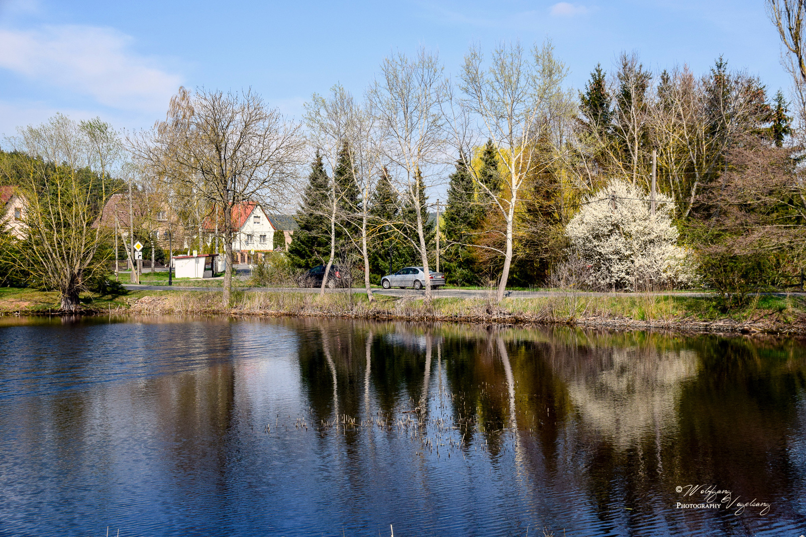 Bäume im Wasser