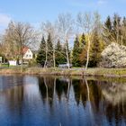 Bäume im Wasser